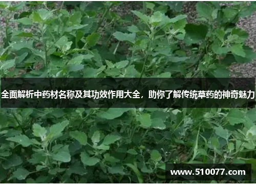 全面解析中药材名称及其功效作用大全，助你了解传统草药的神奇魅力
